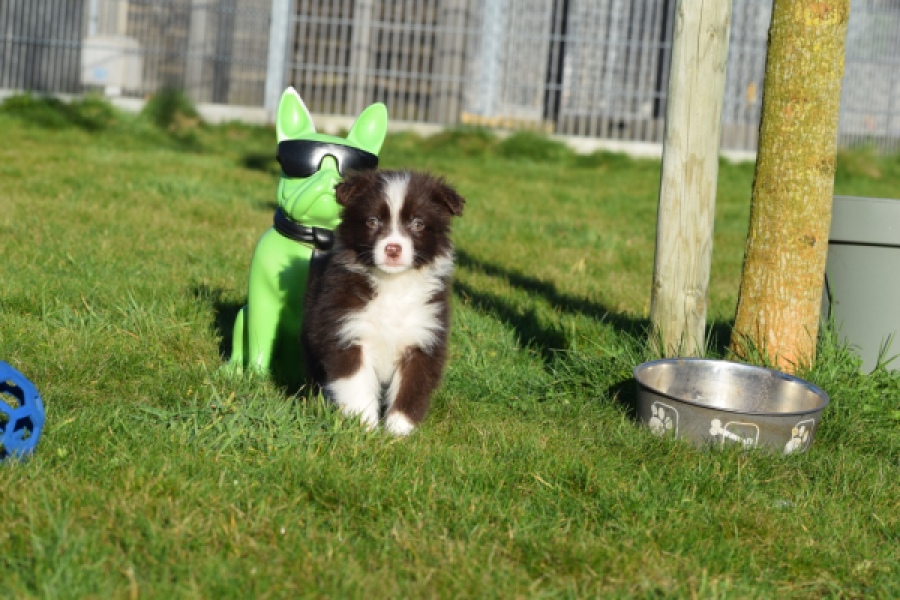 Australische herdershond (teef) 47735