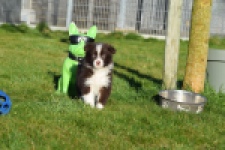 Australische herdershond (teef) 47735