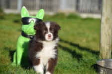 Australische herdershond (teef) 47735