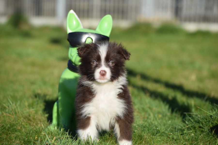 Australische herdershond (teef) 47735