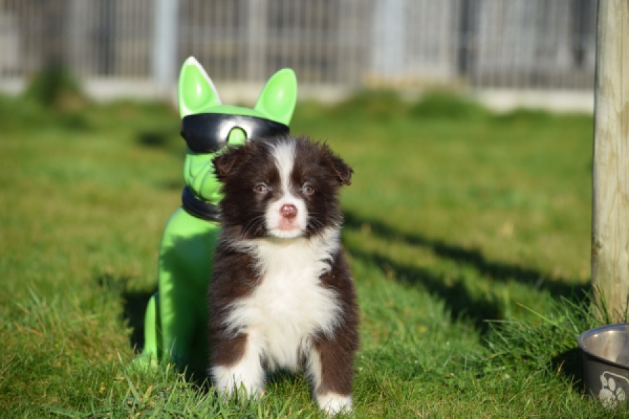 Australische herdershond (teef) 47735