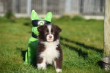 Australische herdershond (teef) 47735