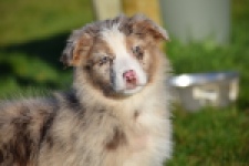 Australische herdershond (teef) 47603