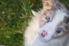 Australische herdershond (teef) 47603