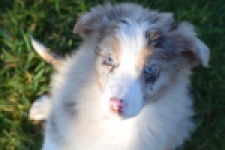 Australische herdershond (teef) 47603