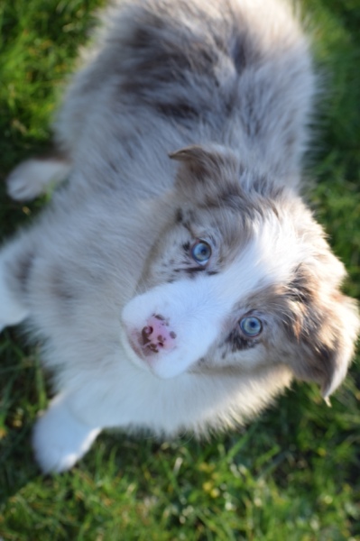 Australische herdershond (teef) 47603