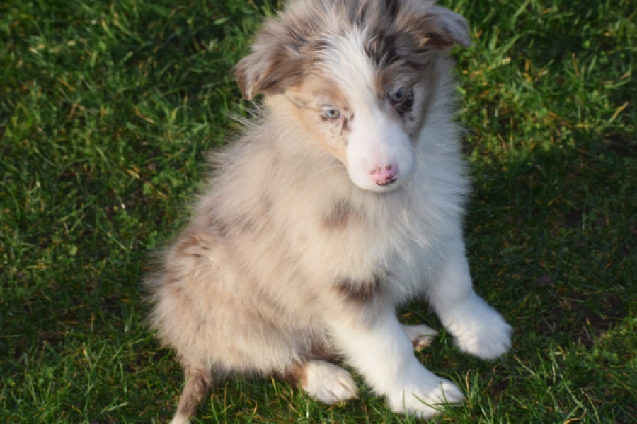 Australische herdershond (teef) 47603