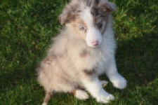 Australische herdershond (teef) 47603