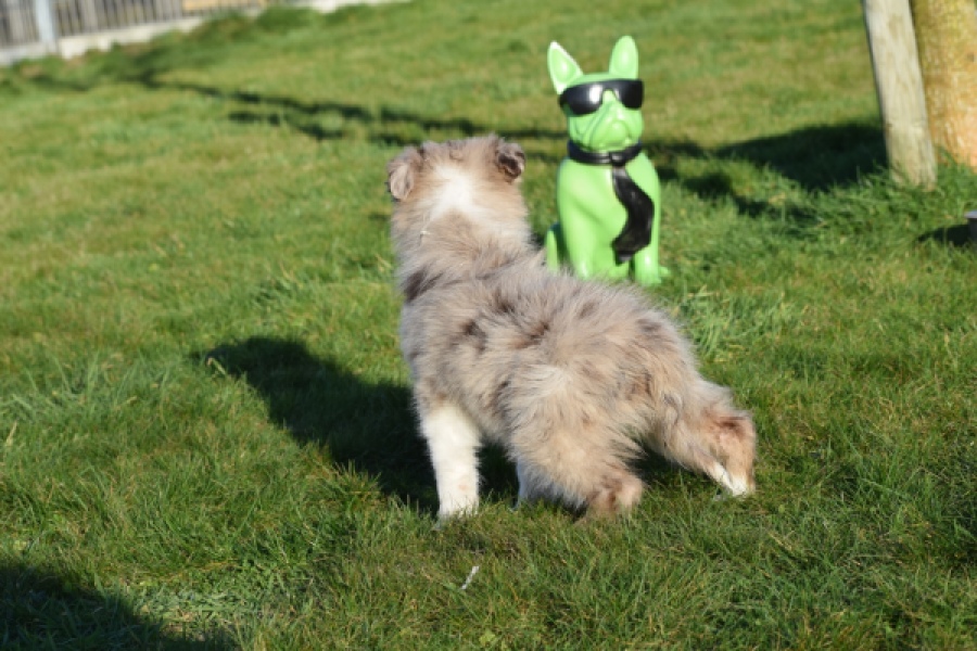 Australische herdershond (teef) 47603