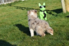 Australische herdershond (teef) 47603