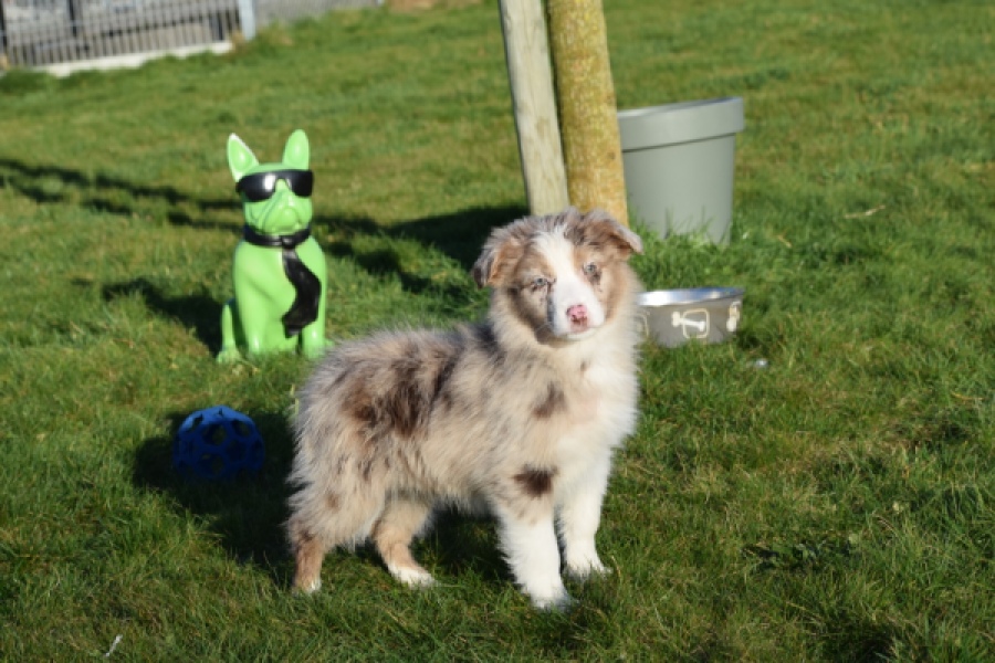 Australische herdershond (teef) 47603