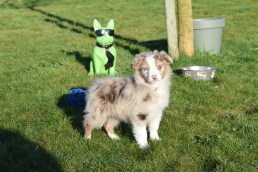 Australische herdershond (teef) 47603