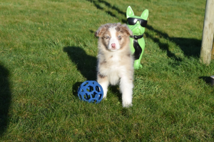 Australische herdershond (teef) 47603