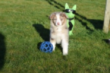 Australische herdershond (teef) 47603