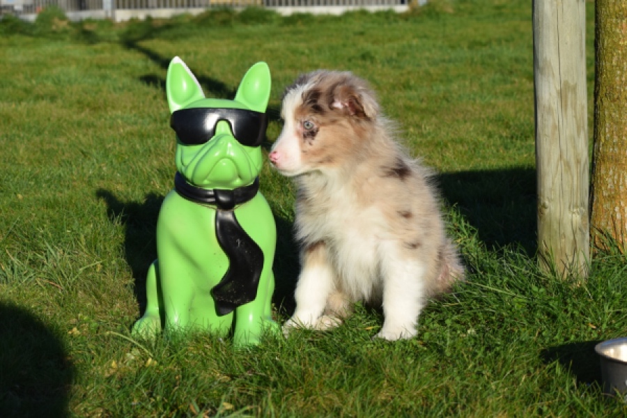 Australische herdershond (teef) 47603