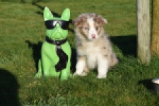 Australische herdershond (teef) 47603