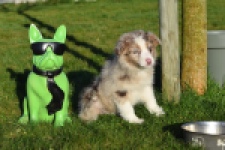 Australische herdershond (teef) 47603