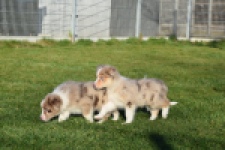 Australische herdershond (teef) 47603