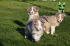 Australische herdershond (teef) 47603