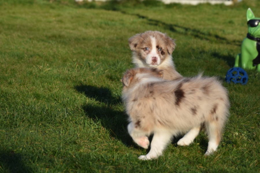 Australische herdershond (reu) 65583