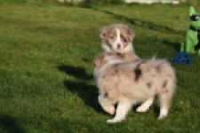 Australische herdershond (reu) 65583