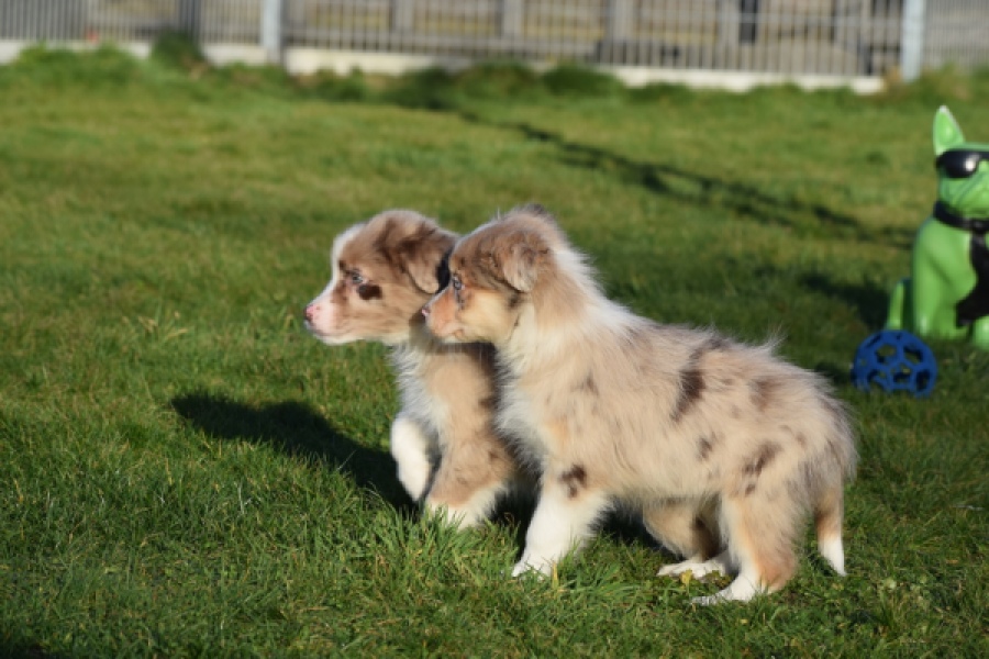 Australische herdershond (reu) 66199