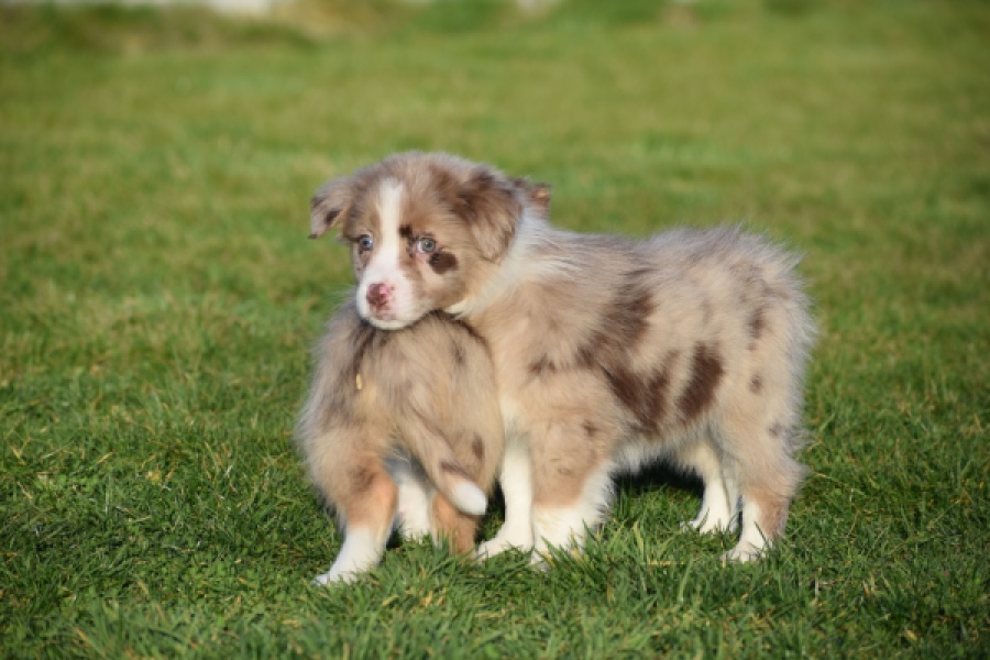 Australische herdershond (reu) 65568