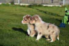 Australische herdershond (reu) 65568