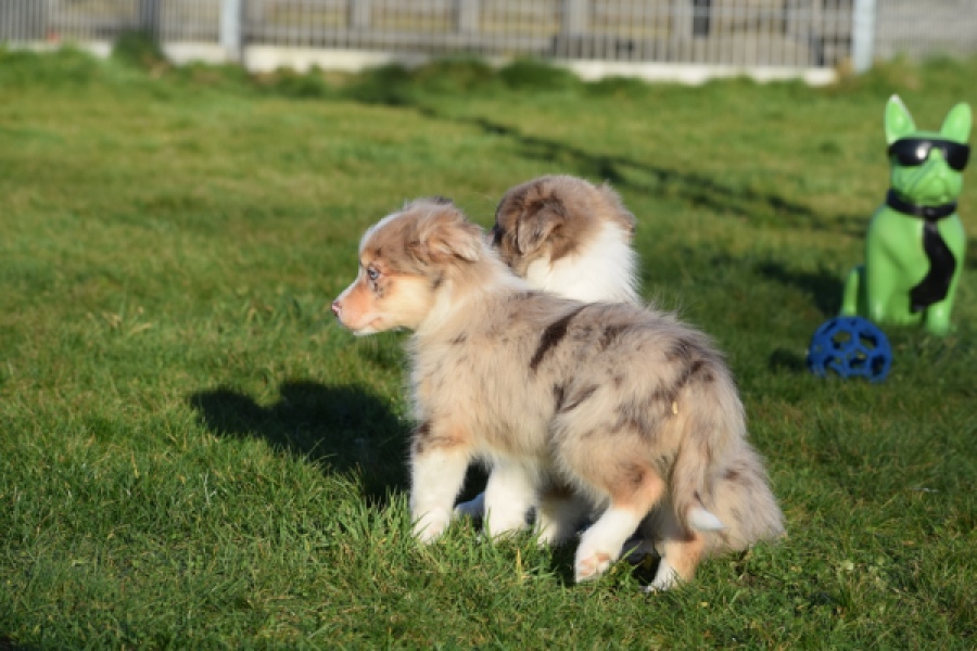 Australische herdershond (reu) 65568