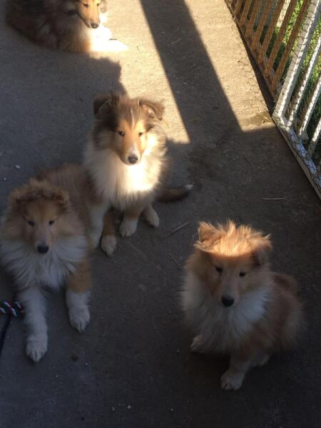 Schotse collie nestje 