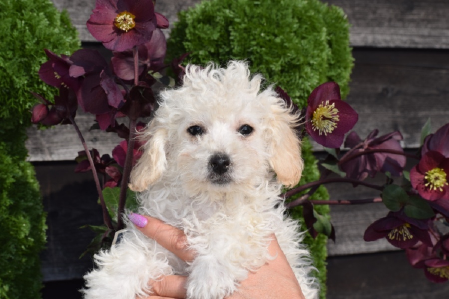 Maltipoo (teef) 30791
