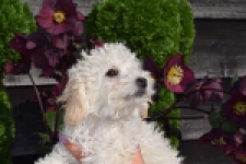Maltipoo (teef) 30791