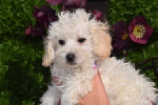 Maltipoo (teef) 30791
