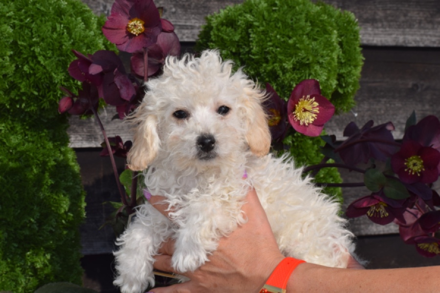 Maltipoo (teef) 30791
