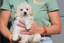 Maltipoo (teef) 30791