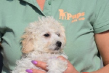 Maltipoo (teef) 30791