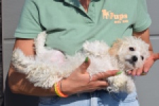 Maltipoo (teef) 30791