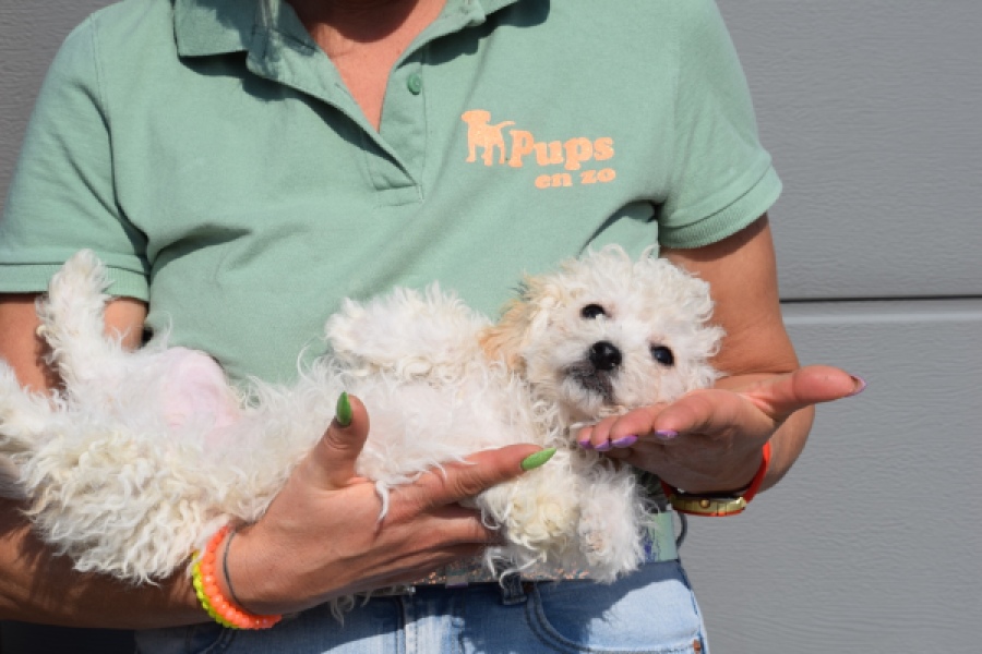 Maltipoo (teef) 30791