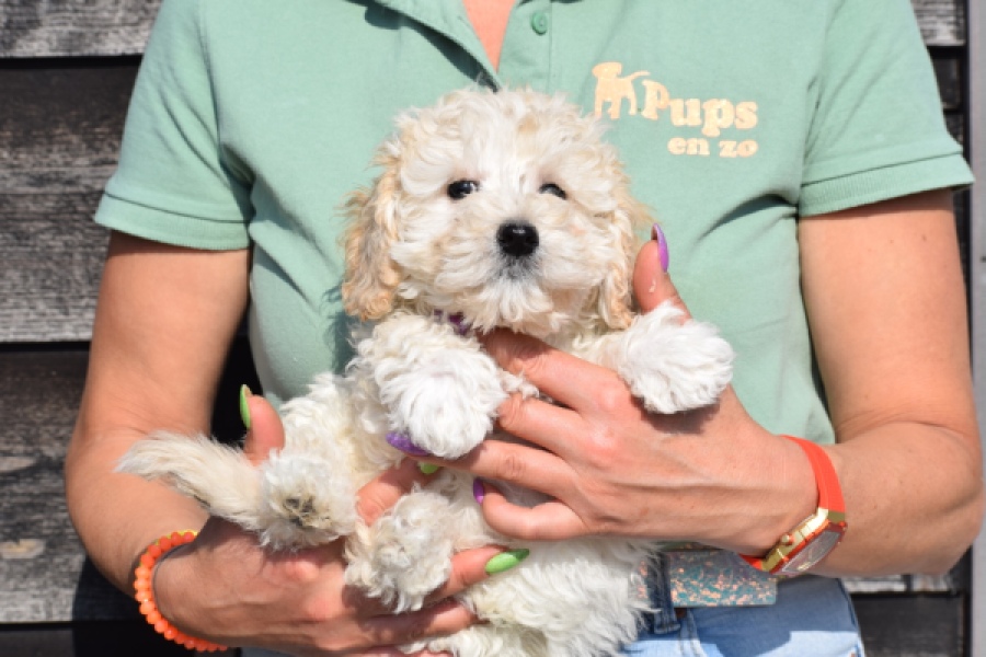 Maltipoo (reu) 30793