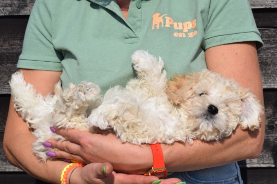 Maltipoo (reu) 30793