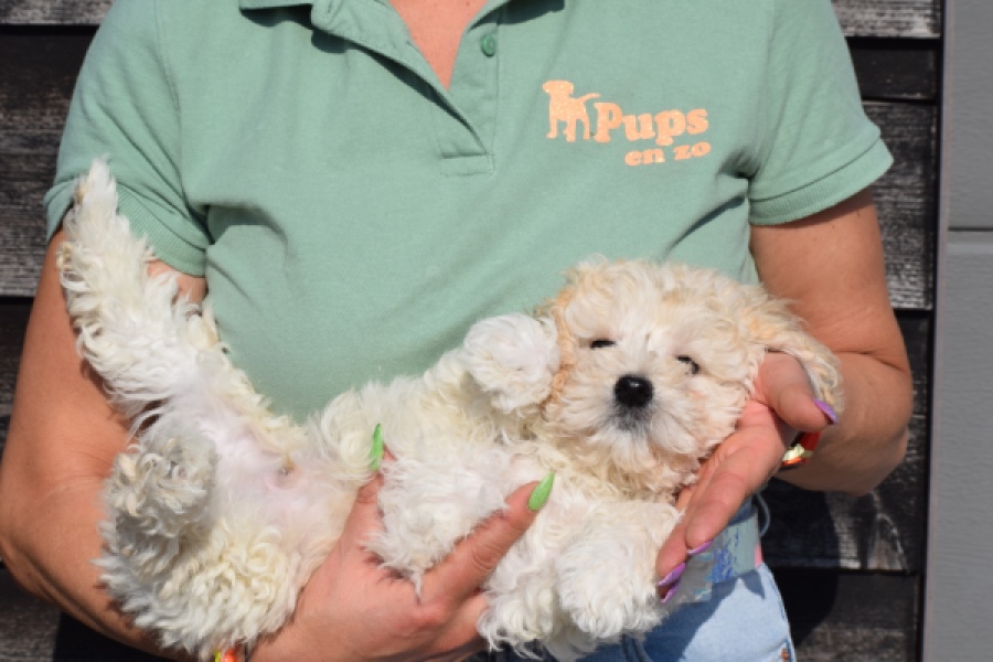 Maltipoo (reu) 30793