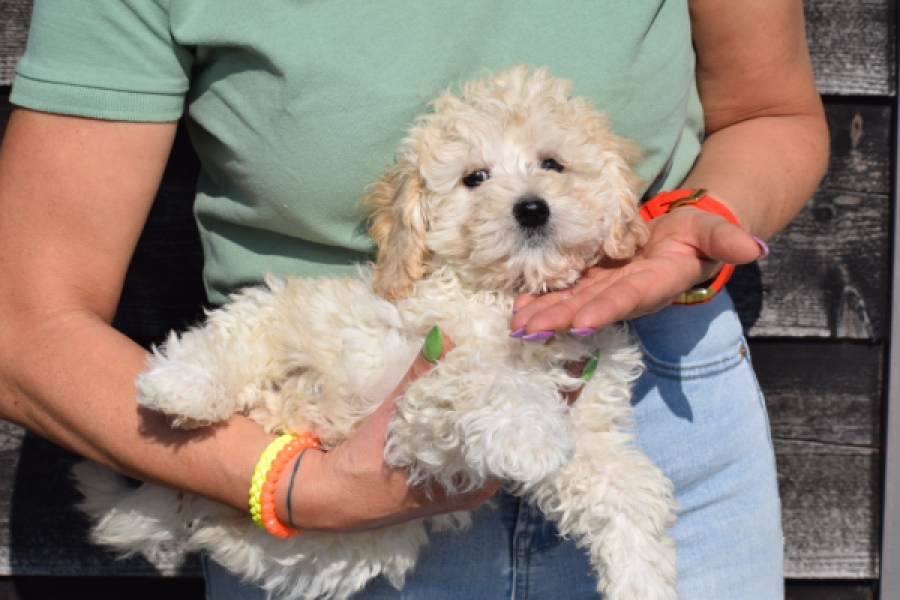 Maltipoo (reu) 30793
