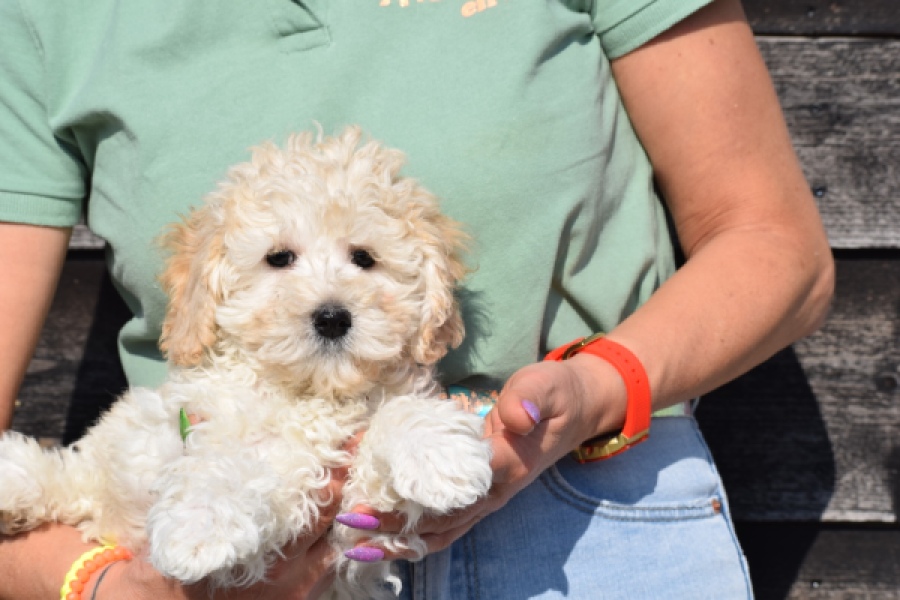 Maltipoo (reu) 30793