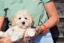 Maltipoo (reu) 30793