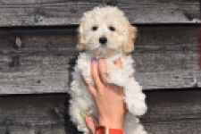 Maltipoo (reu) 30793