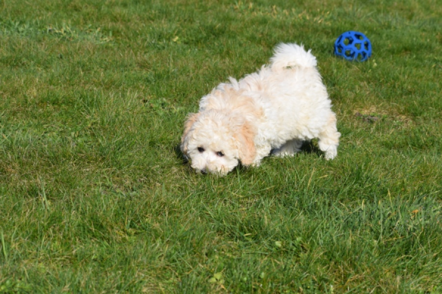 Maltipoo (reu) 30793