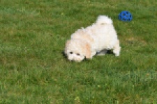 Maltipoo (reu) 30793