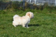 Maltipoo (reu) 30793