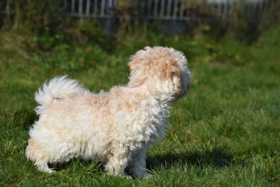 Maltipoo (reu) 30793