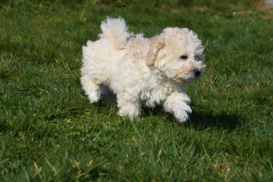 Maltipoo (reu) 30793